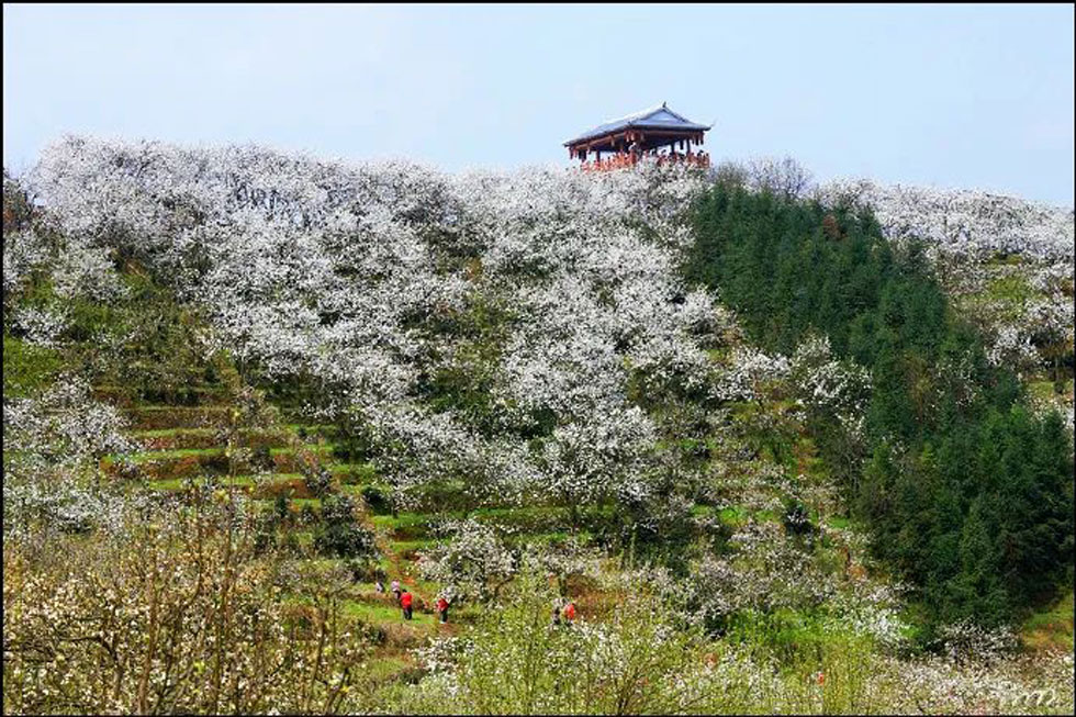 【春天，广西桂林灌阳县向您发出邀请！】我们在灌阳看梨花 - 游山玩水 - 朔州生活社区 - 朔州28生活网 shuozhou.28life.net