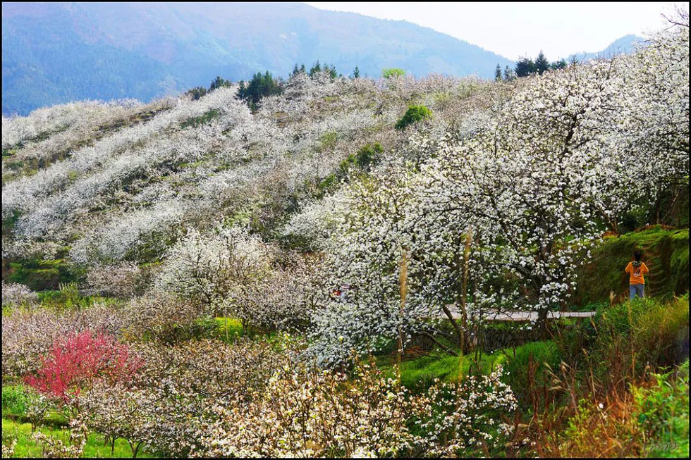 【春天，广西桂林灌阳县向您发出邀请！】我们在灌阳看梨花 - 游山玩水 - 朔州生活社区 - 朔州28生活网 shuozhou.28life.net