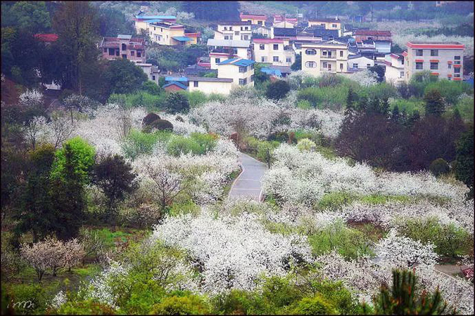 【春天，广西桂林灌阳县向您发出邀请！】我们在灌阳看梨花 - 游山玩水 - 朔州生活社区 - 朔州28生活网 shuozhou.28life.net