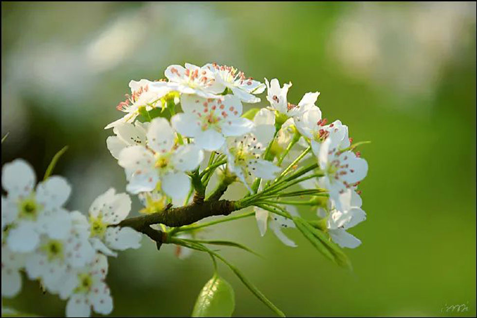 【春天，广西桂林灌阳县向您发出邀请！】我们在灌阳看梨花 - 游山玩水 - 朔州生活社区 - 朔州28生活网 shuozhou.28life.net