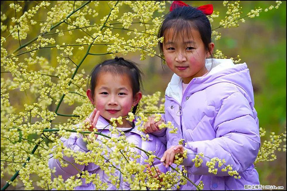 【春天，广西桂林灌阳县向您发出邀请！】米珠山前有片山苍子花在飘香 - 游山玩水 - 朔州生活社区 - 朔州28生活网 shuozhou.28life.net