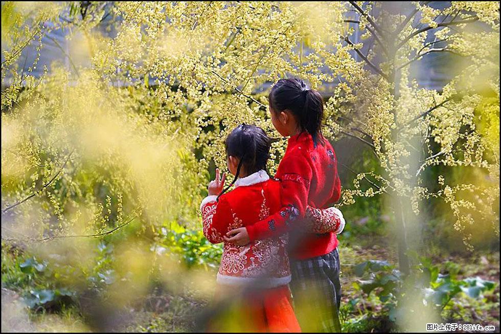 【春天，广西桂林灌阳县向您发出邀请！】米珠山前有片山苍子花在飘香 - 游山玩水 - 朔州生活社区 - 朔州28生活网 shuozhou.28life.net