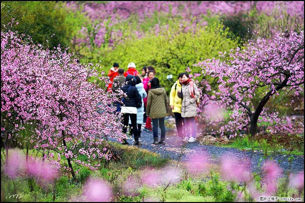 【春天，广西桂林灌阳县向您发出邀请！】官庄村有个醉美的桃花园 - 游山玩水 - 朔州生活社区 - 朔州28生活网 shuozhou.28life.net