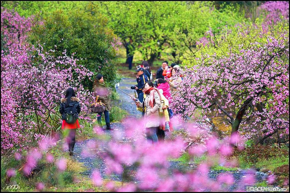 【春天，广西桂林灌阳县向您发出邀请！】官庄村有个醉美的桃花园 - 游山玩水 - 朔州生活社区 - 朔州28生活网 shuozhou.28life.net