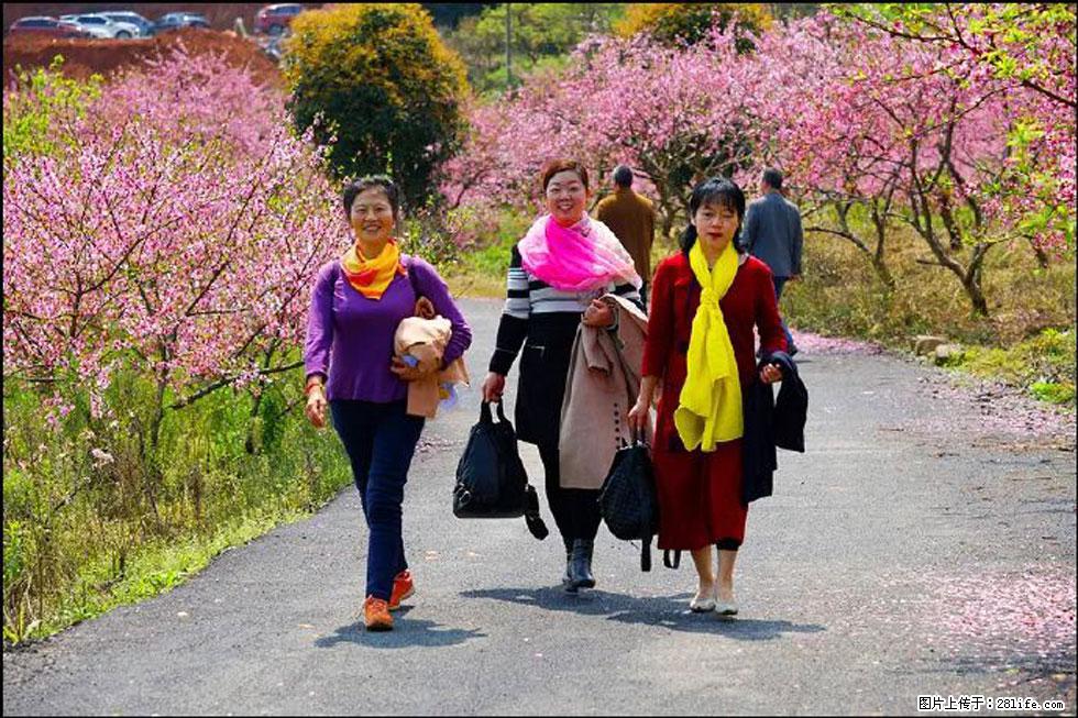 【春天，广西桂林灌阳县向您发出邀请！】官庄村有个醉美的桃花园 - 游山玩水 - 朔州生活社区 - 朔州28生活网 shuozhou.28life.net