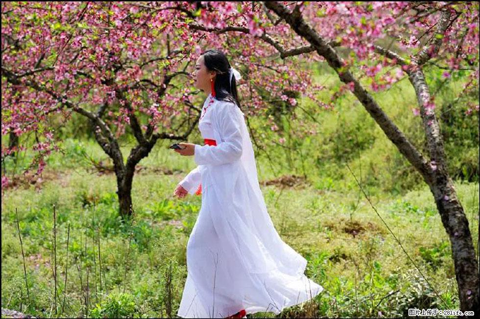 【春天，广西桂林灌阳县向您发出邀请！】官庄村有个醉美的桃花园 - 游山玩水 - 朔州生活社区 - 朔州28生活网 shuozhou.28life.net