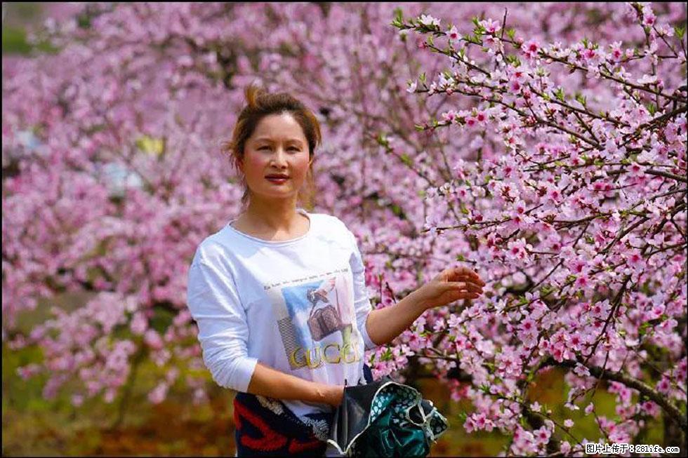 【春天，广西桂林灌阳县向您发出邀请！】官庄村有个醉美的桃花园 - 游山玩水 - 朔州生活社区 - 朔州28生活网 shuozhou.28life.net