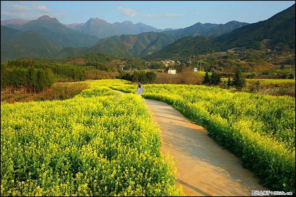 【春天，广西桂林灌阳县向您发出邀请！】长坪村油菜盛情花开 - 游山玩水 - 朔州生活社区 - 朔州28生活网 shuozhou.28life.net