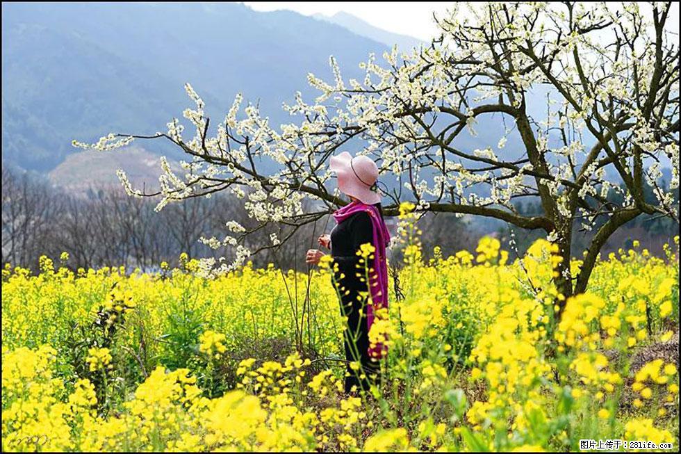 【春天，广西桂林灌阳县向您发出邀请！】长坪村油菜盛情花开 - 游山玩水 - 朔州生活社区 - 朔州28生活网 shuozhou.28life.net