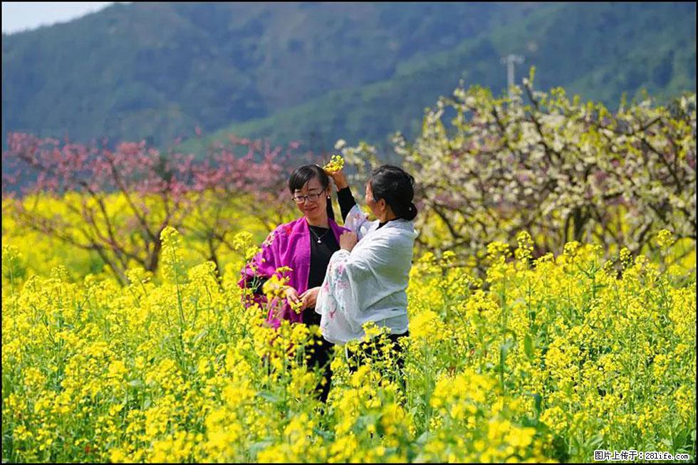 【春天，广西桂林灌阳县向您发出邀请！】长坪村油菜盛情花开 - 游山玩水 - 朔州生活社区 - 朔州28生活网 shuozhou.28life.net