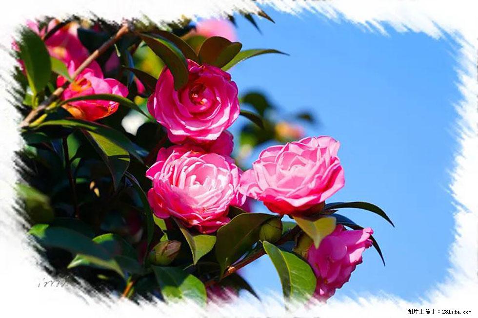 【春天，广西桂林灌阳县向您发出邀请！】杨柳井茶花惹人爱 - 游山玩水 - 朔州生活社区 - 朔州28生活网 shuozhou.28life.net