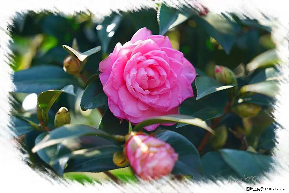 【春天，广西桂林灌阳县向您发出邀请！】杨柳井茶花惹人爱 - 游山玩水 - 朔州生活社区 - 朔州28生活网 shuozhou.28life.net