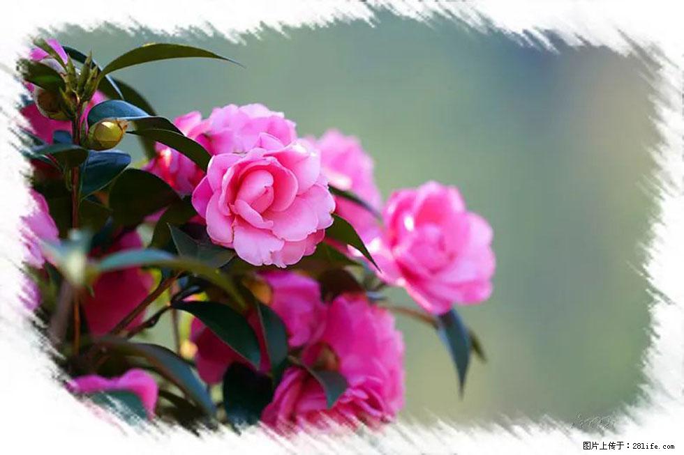 【春天，广西桂林灌阳县向您发出邀请！】杨柳井茶花惹人爱 - 游山玩水 - 朔州生活社区 - 朔州28生活网 shuozhou.28life.net