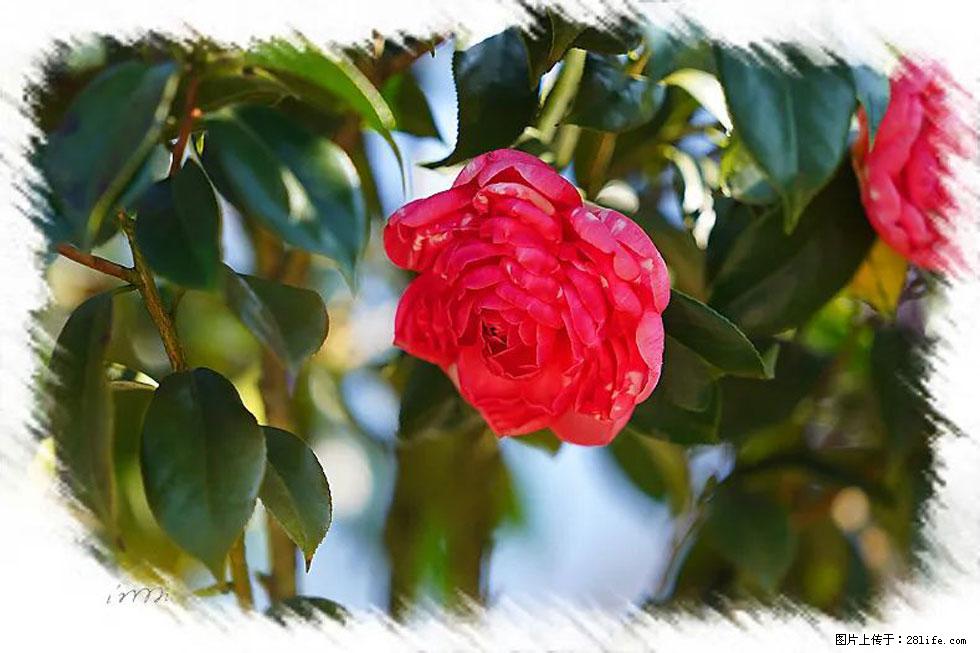 【春天，广西桂林灌阳县向您发出邀请！】杨柳井茶花惹人爱 - 游山玩水 - 朔州生活社区 - 朔州28生活网 shuozhou.28life.net