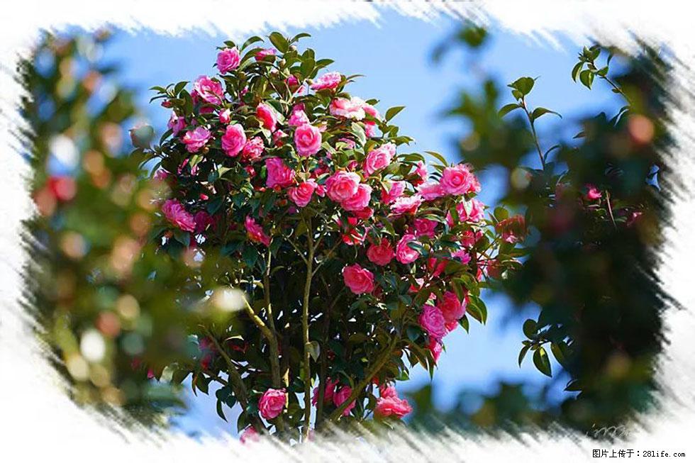【春天，广西桂林灌阳县向您发出邀请！】杨柳井茶花惹人爱 - 游山玩水 - 朔州生活社区 - 朔州28生活网 shuozhou.28life.net