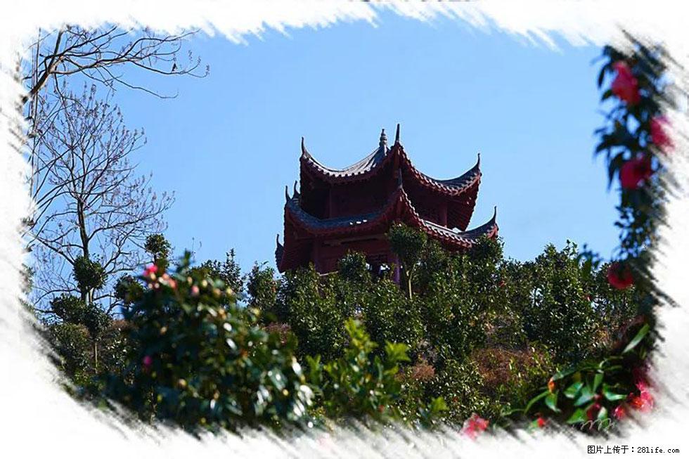 【春天，广西桂林灌阳县向您发出邀请！】杨柳井茶花惹人爱 - 游山玩水 - 朔州生活社区 - 朔州28生活网 shuozhou.28life.net