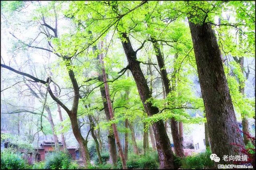 【春天，广西桂林灌阳县向您发出邀请！】在小龙村与春天约会 - 游山玩水 - 朔州生活社区 - 朔州28生活网 shuozhou.28life.net