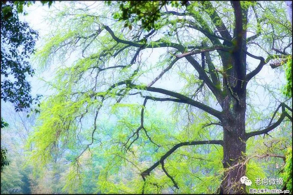 【春天，广西桂林灌阳县向您发出邀请！】在小龙村与春天约会 - 游山玩水 - 朔州生活社区 - 朔州28生活网 shuozhou.28life.net