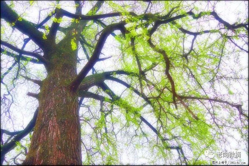 【春天，广西桂林灌阳县向您发出邀请！】在小龙村与春天约会 - 游山玩水 - 朔州生活社区 - 朔州28生活网 shuozhou.28life.net