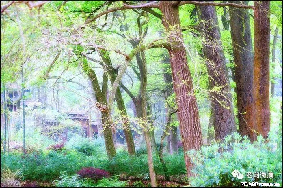 【春天，广西桂林灌阳县向您发出邀请！】在小龙村与春天约会 - 游山玩水 - 朔州生活社区 - 朔州28生活网 shuozhou.28life.net