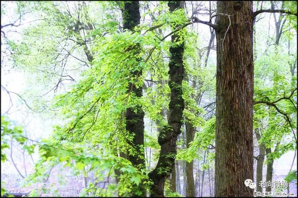 【春天，广西桂林灌阳县向您发出邀请！】在小龙村与春天约会 - 游山玩水 - 朔州生活社区 - 朔州28生活网 shuozhou.28life.net