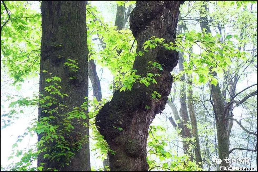 【春天，广西桂林灌阳县向您发出邀请！】在小龙村与春天约会 - 游山玩水 - 朔州生活社区 - 朔州28生活网 shuozhou.28life.net