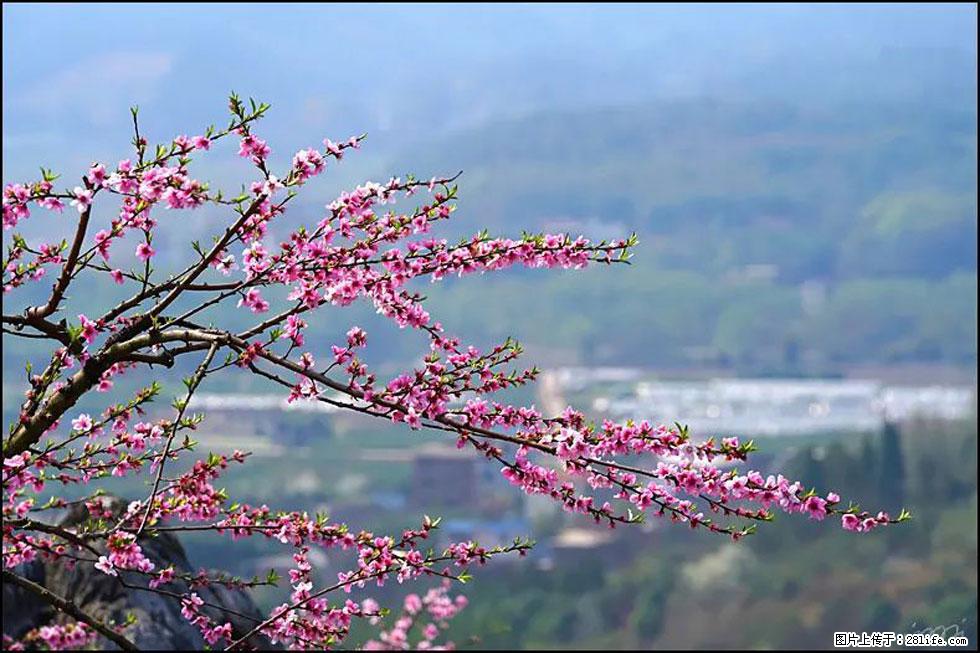 【春天，广西桂林灌阳县向您发出邀请！】望月岭上桃花开 - 游山玩水 - 朔州生活社区 - 朔州28生活网 shuozhou.28life.net