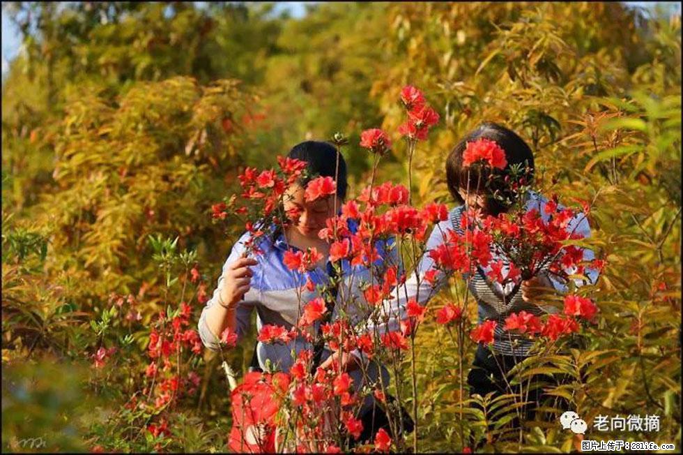 【春天，广西桂林灌阳县向您发出邀请！】登麒麟山，相约映山红 - 游山玩水 - 朔州生活社区 - 朔州28生活网 shuozhou.28life.net