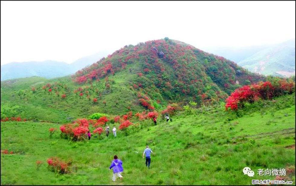 【春天，广西桂林灌阳县向您发出邀请！】宝盖山上映山红 - 游山玩水 - 朔州生活社区 - 朔州28生活网 shuozhou.28life.net