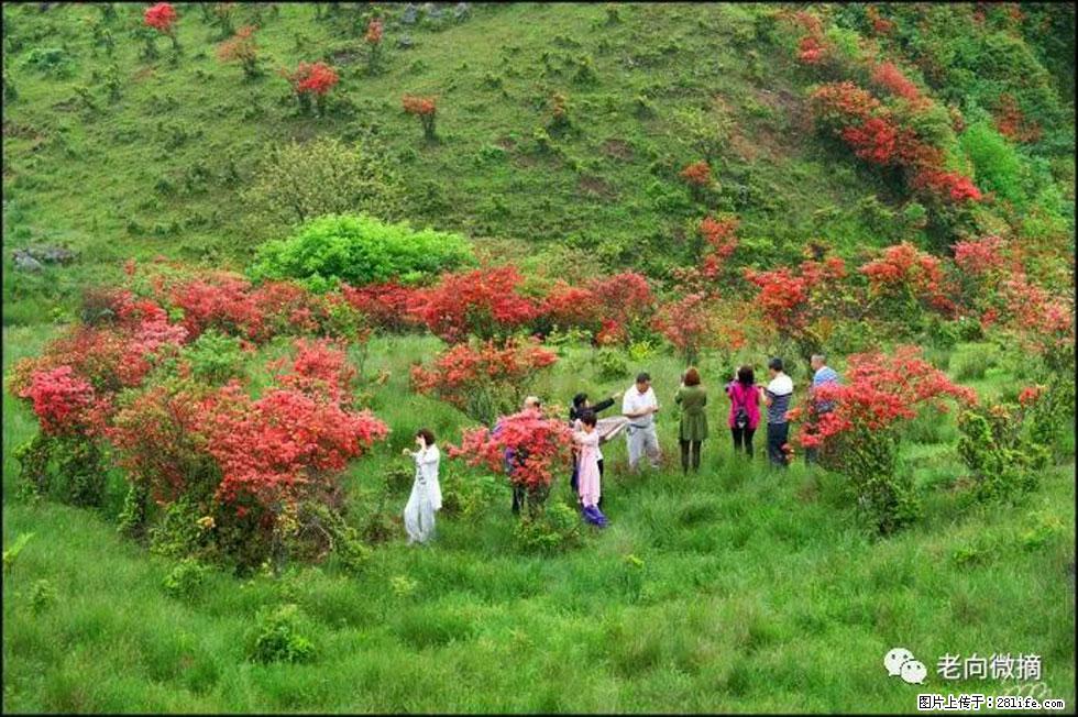 【春天，广西桂林灌阳县向您发出邀请！】宝盖山上映山红 - 游山玩水 - 朔州生活社区 - 朔州28生活网 shuozhou.28life.net