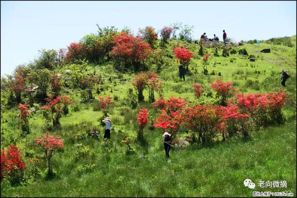 【春天，广西桂林灌阳县向您发出邀请！】宝盖山上映山红 - 游山玩水 - 朔州生活社区 - 朔州28生活网 shuozhou.28life.net