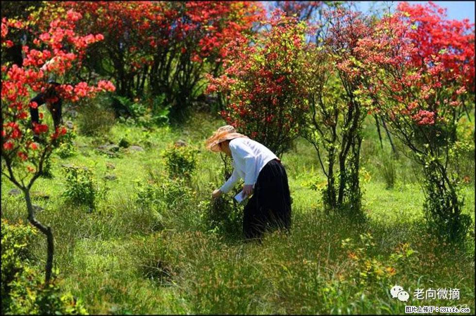 【春天，广西桂林灌阳县向您发出邀请！】宝盖山上映山红 - 游山玩水 - 朔州生活社区 - 朔州28生活网 shuozhou.28life.net