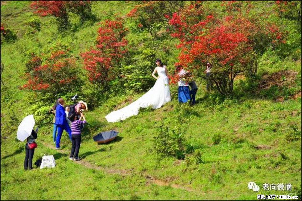 【春天，广西桂林灌阳县向您发出邀请！】宝盖山上映山红 - 游山玩水 - 朔州生活社区 - 朔州28生活网 shuozhou.28life.net