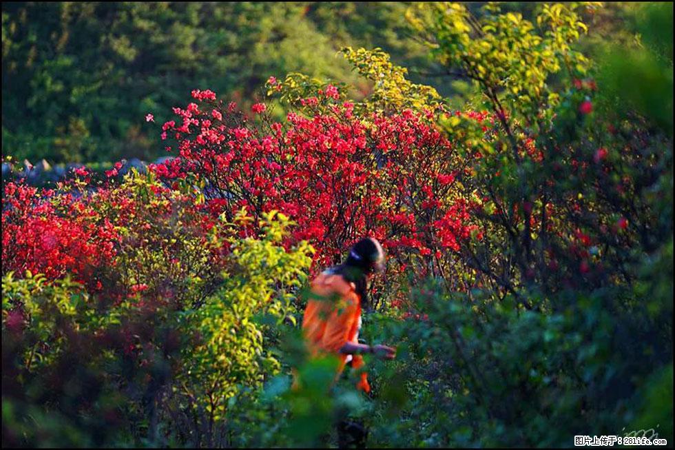 【春天，广西桂林灌阳县向您发出邀请！】春木界上映山红 - 游山玩水 - 朔州生活社区 - 朔州28生活网 shuozhou.28life.net