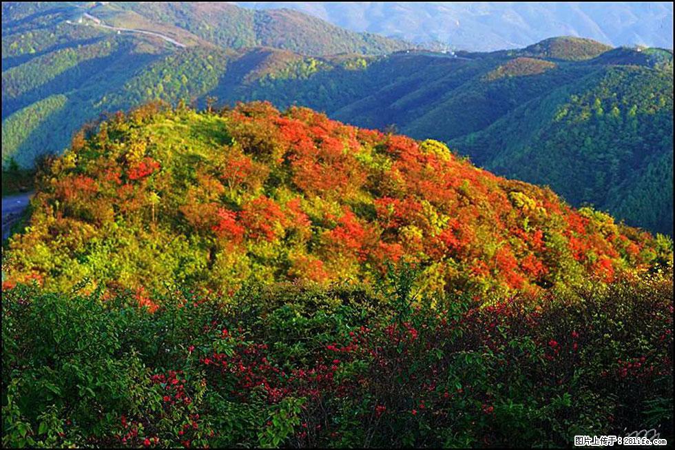 【春天，广西桂林灌阳县向您发出邀请！】春木界上映山红 - 游山玩水 - 朔州生活社区 - 朔州28生活网 shuozhou.28life.net