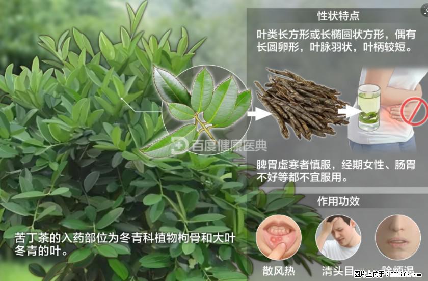 苦丁茶有哪些功效和作用 - 生活百科 - 朔州生活社区 - 朔州28生活网 shuozhou.28life.net