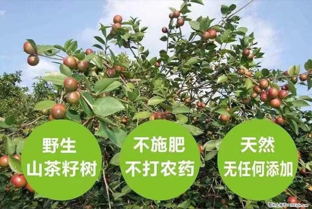【灌阳县油茶产业示范区】一个有着充实的精神生活的人，对待身外之物自会有一种淡泊的态度 - 土特产 - 饮食特产 - 朔州分类信息 - 朔州28生活网 shuozhou.28life.net