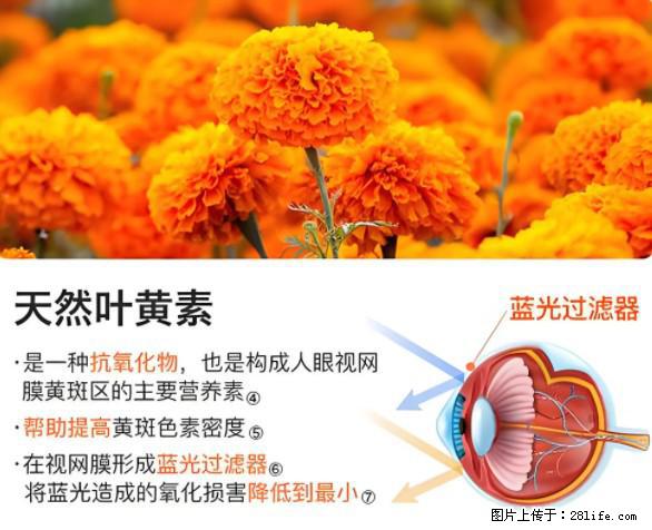叶黄素有什么功效和作用 - 生活百科 - 朔州生活社区 - 朔州28生活网 shuozhou.28life.net