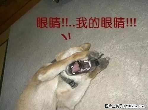 笑癫了！一女的怀孕三年未生，他终于忍不住了... - 娱乐八卦 - 朔州生活社区 - 朔州28生活网 shuozhou.28life.net