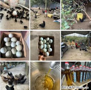 油茶园从小鸡仔开始养起的纯土鸡、土鸡蛋可以预定啦！还有前几天刚榨的纯山茶油哦 - 朔州28生活网 shuozhou.28life.net
