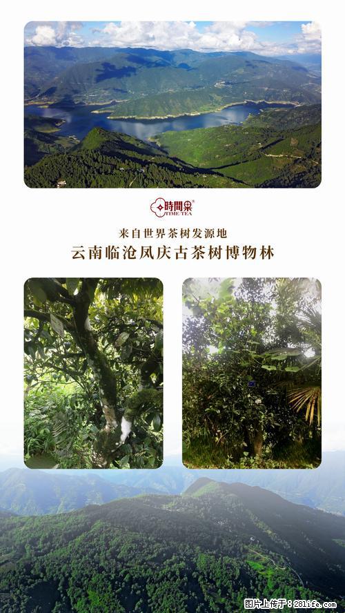 时间果百年古树2025年春红茶 - 购物交流 - 朔州生活社区 - 朔州28生活网 shuozhou.28life.net