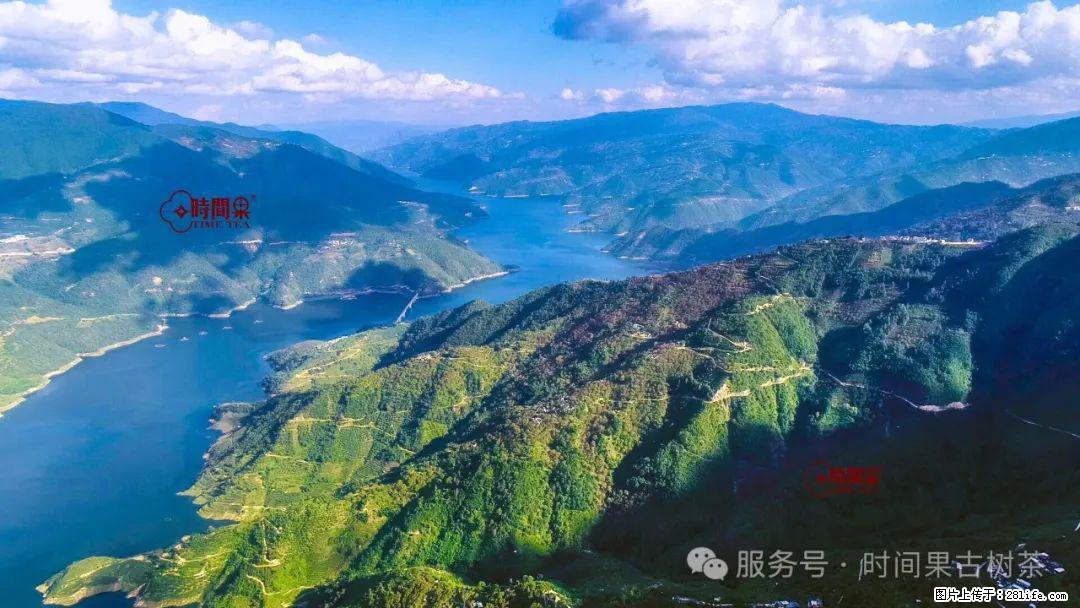 时间果百年古树龙珠普洱生茶 - 购物交流 - 朔州生活社区 - 朔州28生活网 shuozhou.28life.net