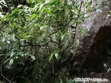 平乐石崖茶，珍贵仅次于金花茶 - 朔州生活资讯 - 朔州28生活网 shuozhou.28life.net