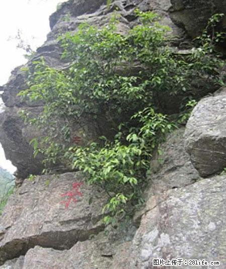 平乐石崖茶，珍贵仅次于金花茶 - 朔州生活资讯 - 朔州28生活网 shuozhou.28life.net