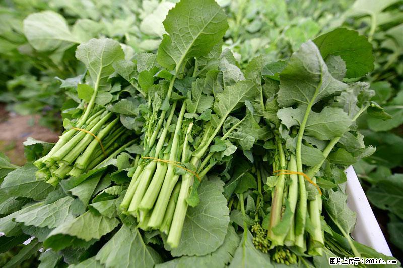 这些蔬菜是“天然钙片”，这6种被医生重点推荐 - 朔州生活资讯 - 朔州28生活网 shuozhou.28life.net